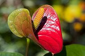 Anthurium in a garden