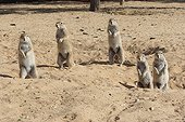 Ecureuils fouisseurs du Cap en alerte Kgalagadi Kalahari ; Présence d'un chacal
