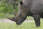 Red-billed Oxpecker on White Rhinocero Kruger National Park