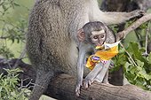 Young green monkey and biscuit packing stolen from a tourist