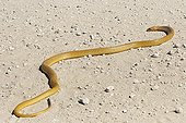 Cape Cobra Kgalagadi National Park Kalahari Desert 