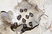 Greater horseshoe bats hanging in a cave Italy ; Location: in the cave Grotta su Coloru, Sardinia. 