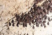 Greater horseshoe bats resting hanging in a cave Italy ; Location: in the cave Grotta su Coloru, Sardinia.