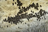 Greater horseshoe bats resting hanging in a cave Italy ; Location: in the cave Grotta Monte Majore, Sardinia.