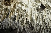 Lesser horseshoe bats hibernating hanging at stalagtites ; Location: in the cave Grotta Monte Majore, Sardinia.