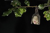 Lesser Horseshoe bat yawning hanging on a branch Italy