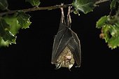 Lesser Horseshoe bat sleeping hanging on a branch Italy