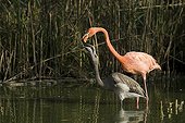 Caribbean Flamingo feeding her young