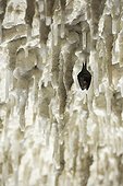 Lesser horseshoe bat hibernating hanging at stalagtites ; Location: Grotta Monte Majore. 