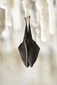 Lesser horseshoe bat hibernating hanging at stalagtite ; Location: Grotta Monte Majore. 