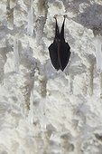 Lesser horseshoe bat hibernating at cave ceiling Italy ; Location: Grotta Monte Majore. 