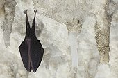 Lesser horseshoe bat hibernating at cave ceiling Italy ; Location: Grotta Monte Majore. 