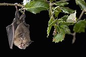 Lesser horseshoe bat hanging on a cork oak branch Italy