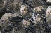 Greater and Mehely's Horseshoe bats cohabiting together ; @ Live together<br>Location: in the cave Grotta su Coloru