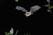 Greater Horseshoe bat flying at night near a cork oak Italy