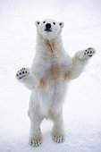 Ours polaire dressé par curiosité dans la neige en hiver