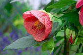 Abutilon flower in a garden