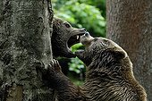 Brown bears fight between trees Bayerisher Wald Germany
