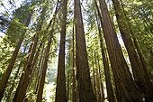 Redwoods Muir Woods National Monument California USA 