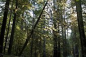Redwoods National Park California USA 