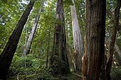 Redwoods National Park California USA 