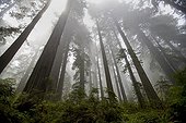 Mist in Redwoods National Park California USA 