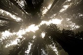Mist in Redwoods National Park California USA 