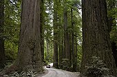 Road in Redwoods National Park California USA 