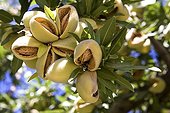 Sweet Almond Culture California USA 
