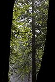 Redwoods National Park California USA 