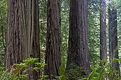 Redwoods National Park California USA 