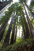 Redwoods National Park California USA 