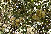 Sweet Almond Culture California USA 