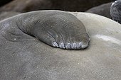 Paw of a Southern Elephant seal South Georgia ; Location: in Saint Anrdew Bay. 
