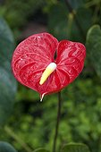 Anthurium inflorescence in a garden in Martinique Island