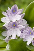 Common water hyacinth in a garden pound in Martinique Island