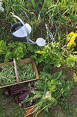 Gardening in the gardens in July in Belfort 