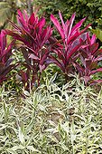 Cordyline in a garden of Martinique Island