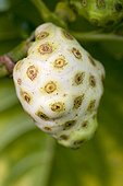 Great morinda, Indian mulberry or Noni (Morinda citrifolia) fruit in a garden of Martinique Island