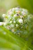 Great morinda, Indian mulberry or Noni (Morinda citrifolia) flower buds in a garden of Martinique Island