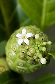 Great morinda, Indian mulberry or Noni (Morinda citrifolia) in bloom in a garden of Martinique Island