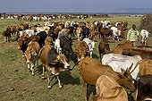 Masai cattle herd  Masai Mara Game Reserve