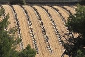 Vineyard in Dentelles de Montmirail Provence  France