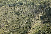 Clear cutting  Apuseni Mountains Romania ; This type of forestry is a new phenomenon often linked to the relocation of owners to the city