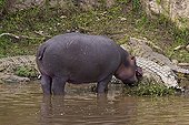 Hippopotamus playing to bite a Crocodile Masai Mara Kenya