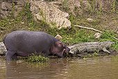 Hippopotamus playing to bite a Crocodile Masai Mara Kenya