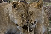 Moment de tendresse entre Lionnes Masaï Mara Kenya