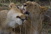 Moment de tendresse entre Lionnes Masaï Mara Kenya