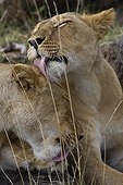 Moment de tendresse entre Lionnes Masaï Mara Kenya