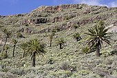 Végétation basse et palmiers à flanc de montagne La Gomera
